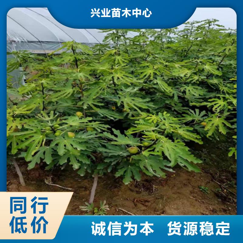 无花果葡萄苗技术先进