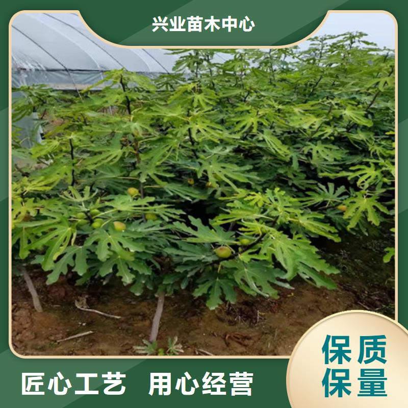 金傲芬无花果行情