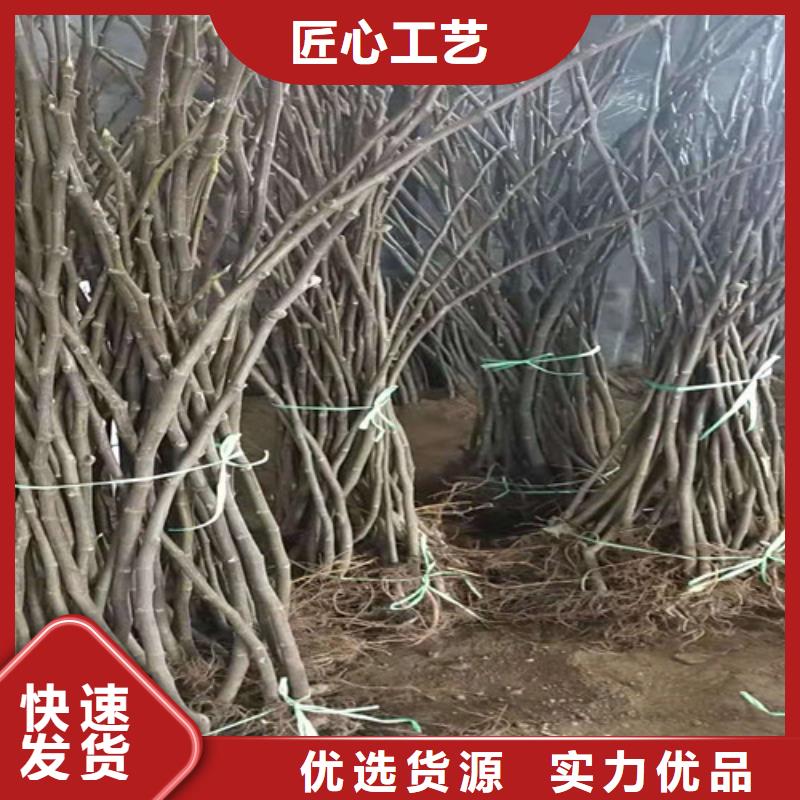 紫果无花果苗多少钱一棵