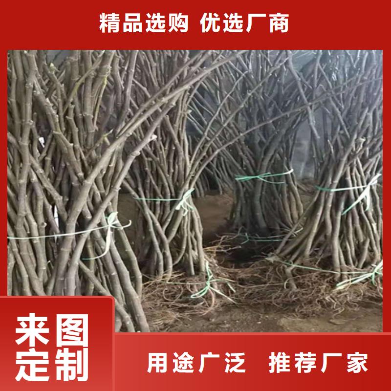 无花果核桃苗经验丰富质量放心