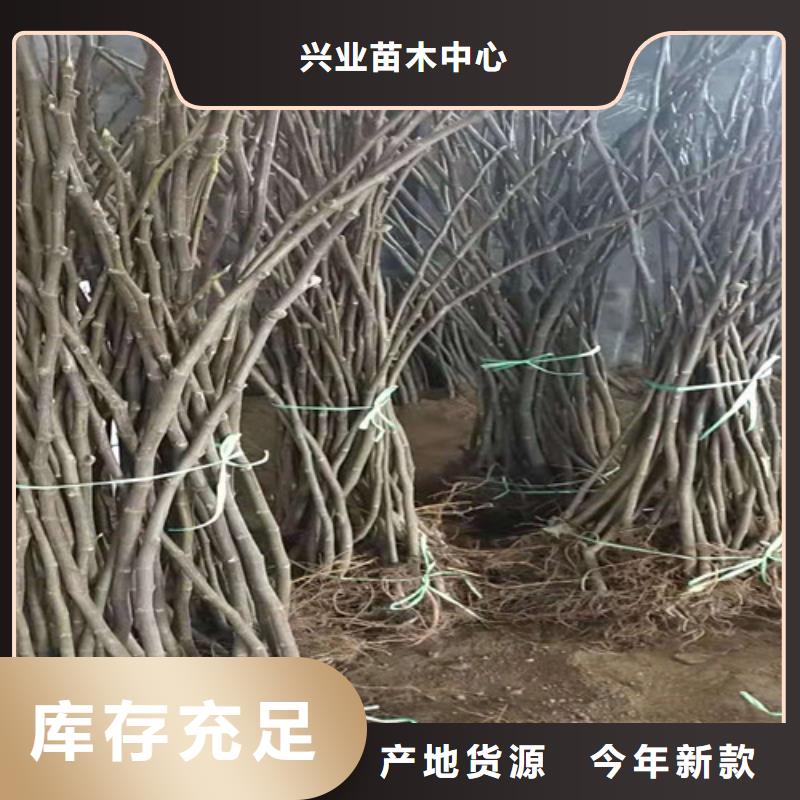 无花果大棚草莓苗专业厂家