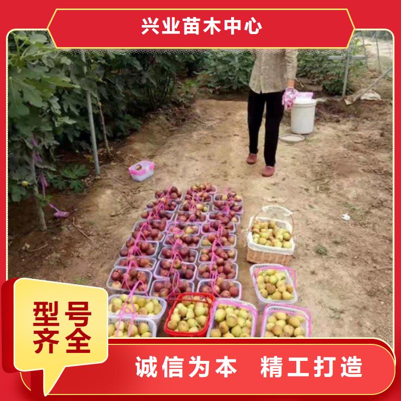 金傲芬无花果树