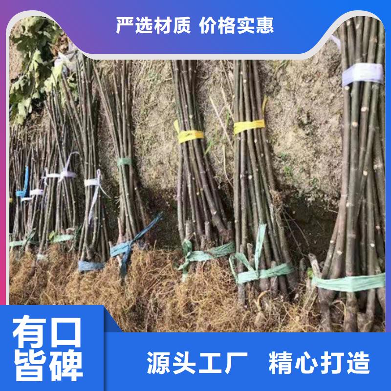 【无花果】_大棚草莓苗专业按需定制