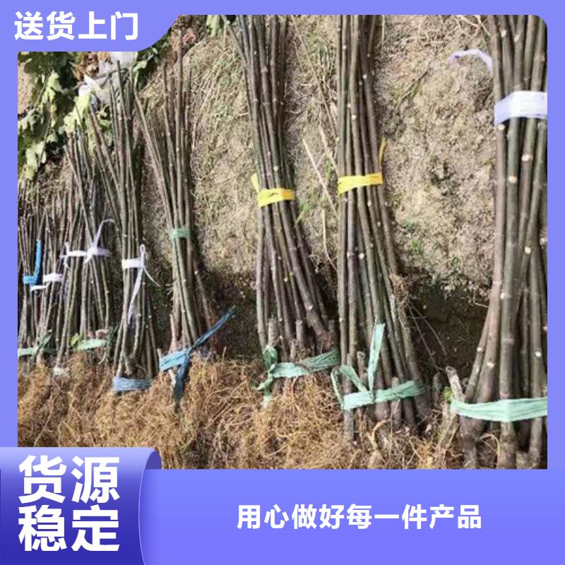 斯特拉无花果苗