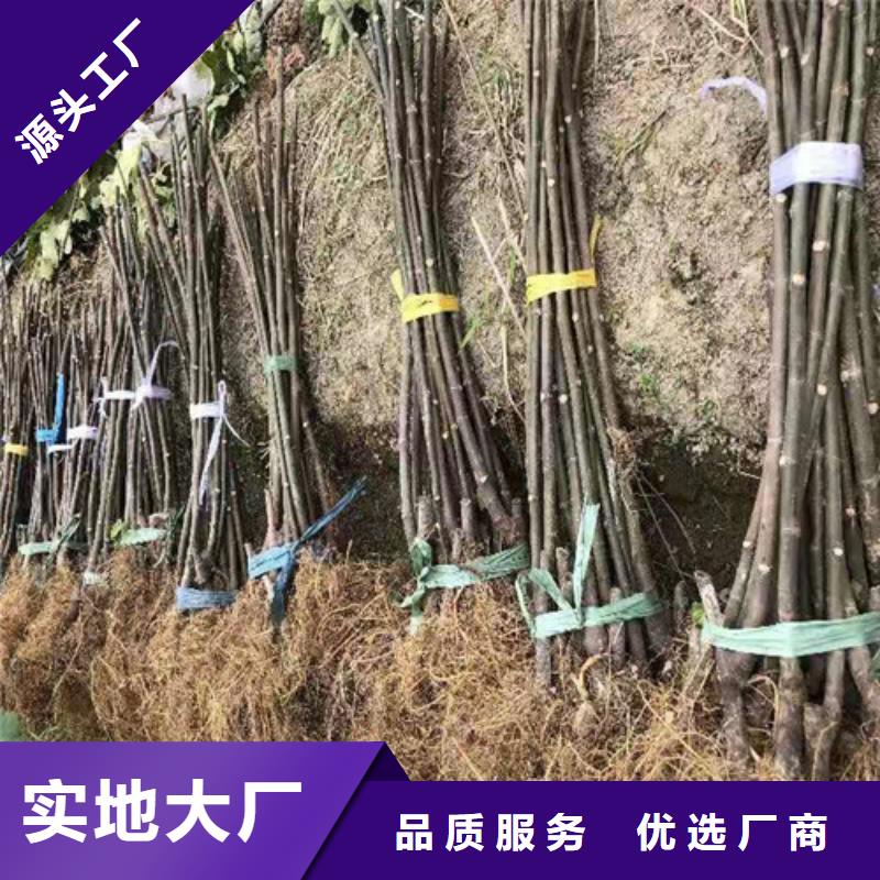 无花果-【花椒苗】现货满足大量采购