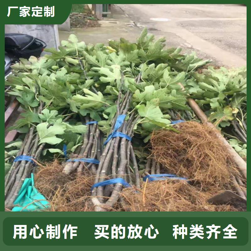 波姬红无花果树苗品种