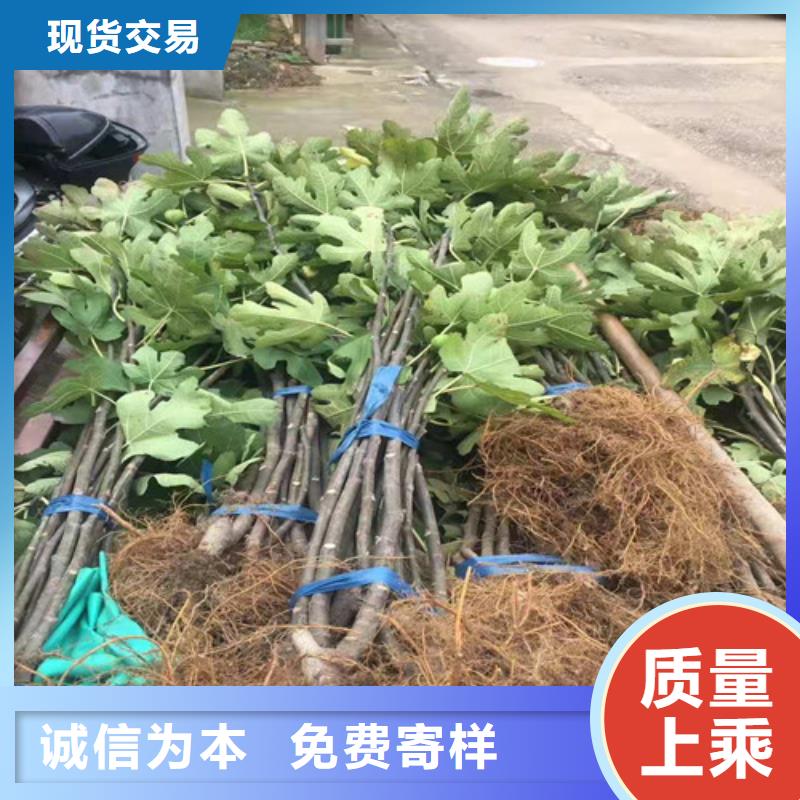 华丽无花果树苗