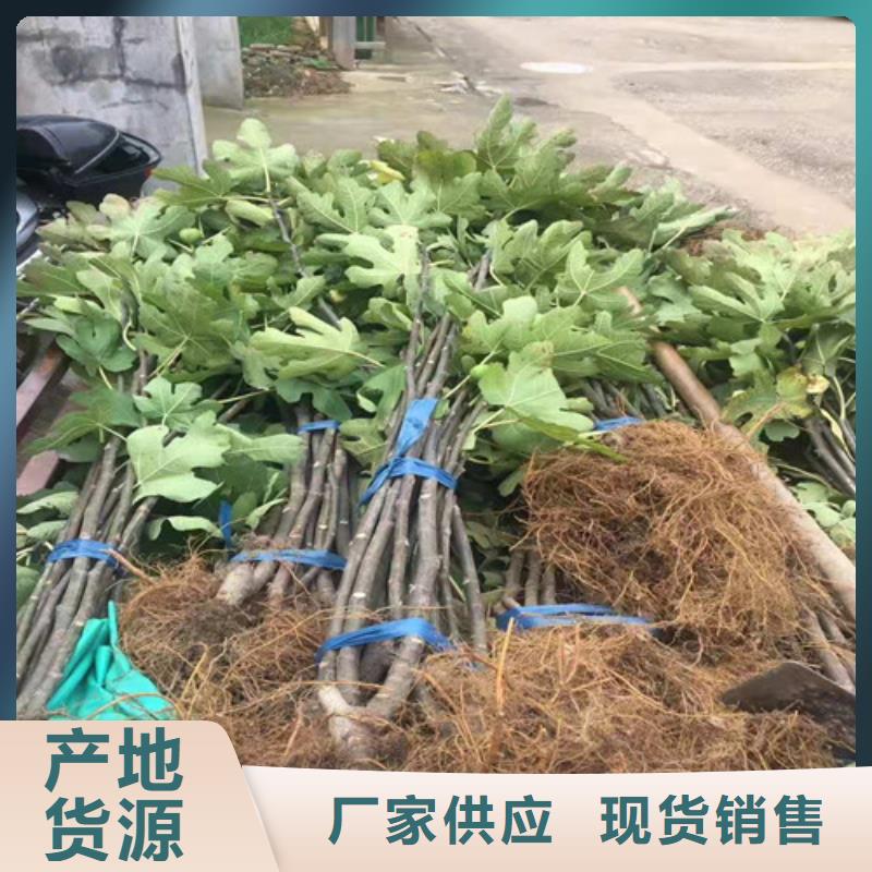 无花果山楂树苗源头直供