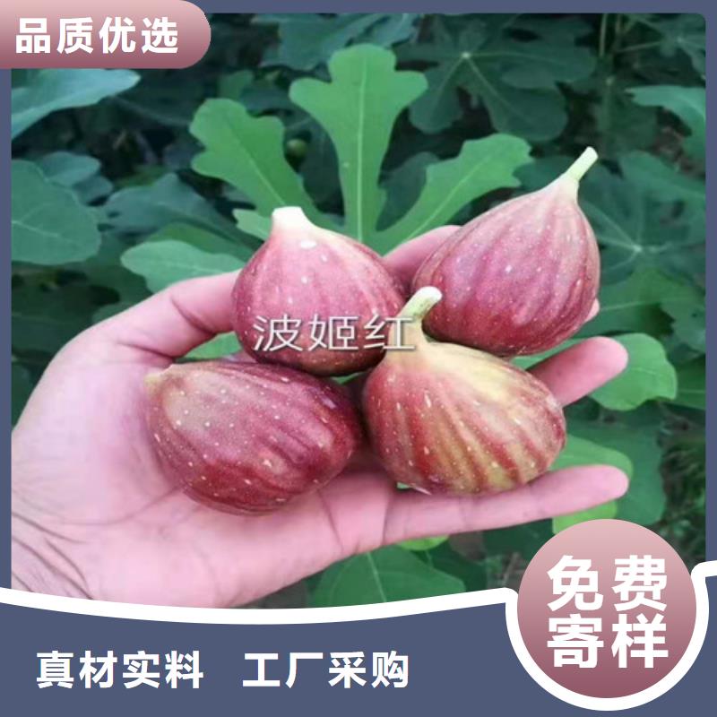 布兰瑞克无花果苗怎么买