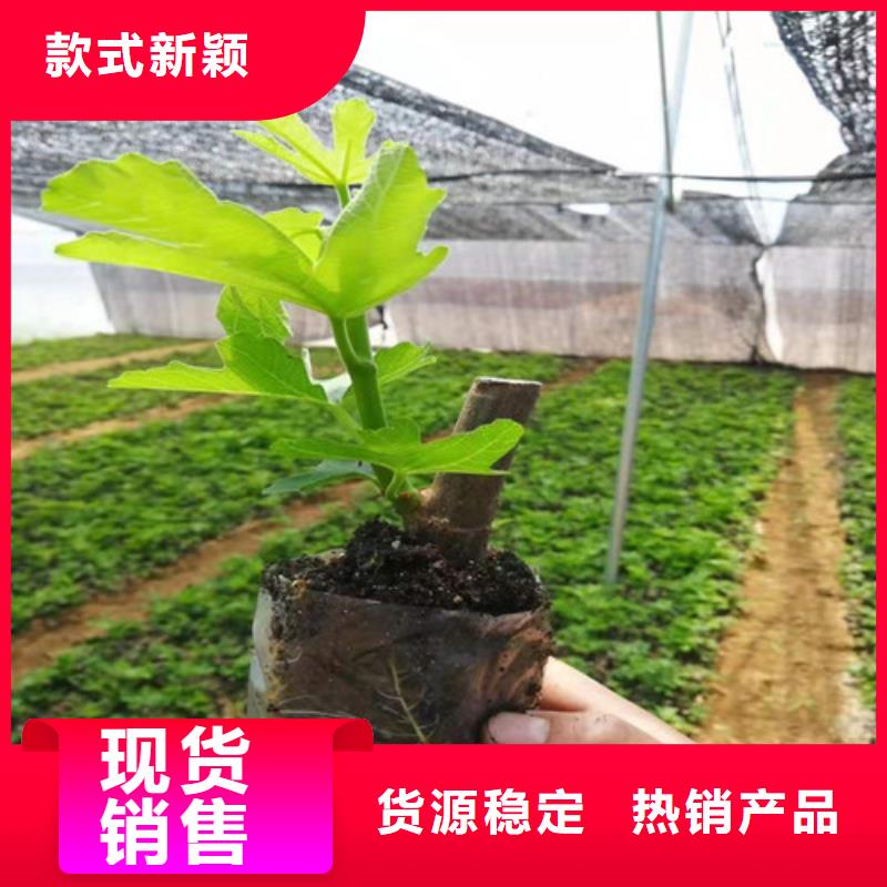 【无花果苹果树苗丰富的行业经验】