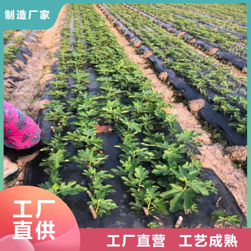 无花果甜茶苗库存丰富