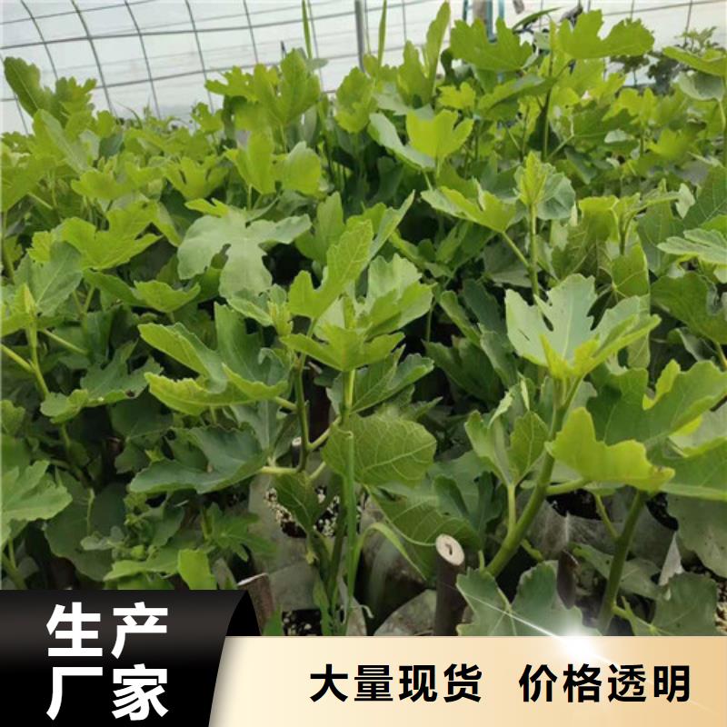 芭劳奈无花果树