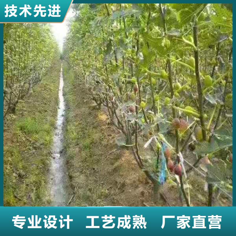 布兰瑞克无花果树