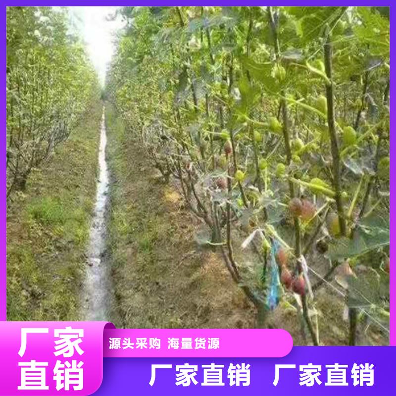 布兰瑞克无花果树