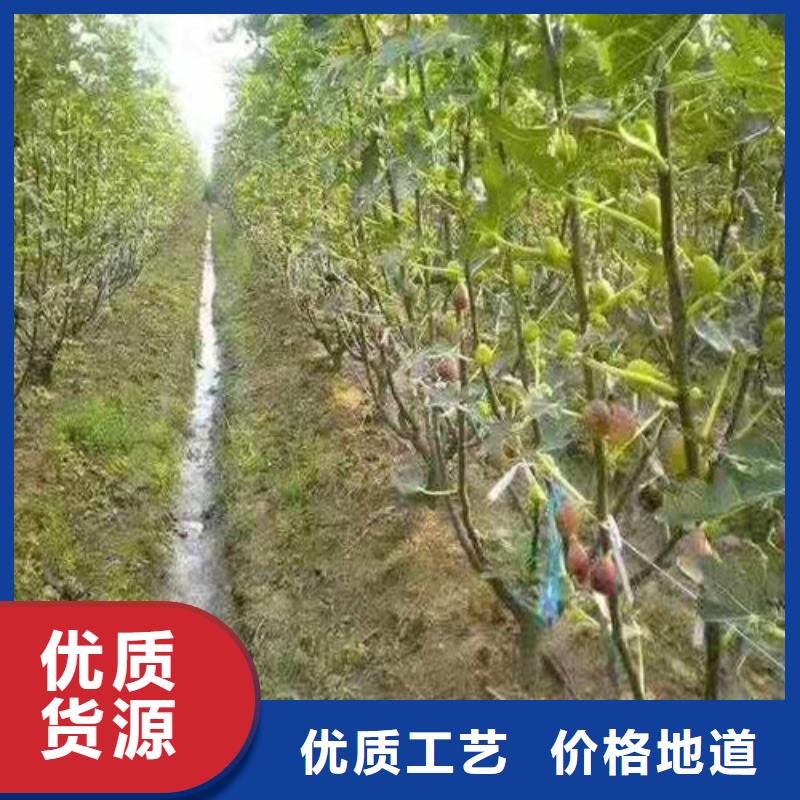 无花果葡萄苗技术先进