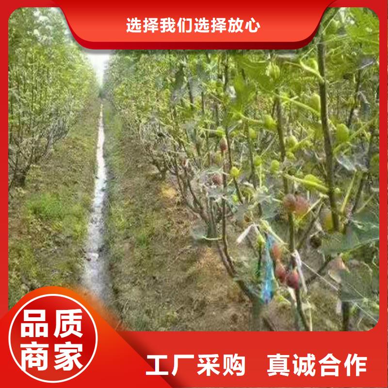 【无花果】板栗树匠心工艺