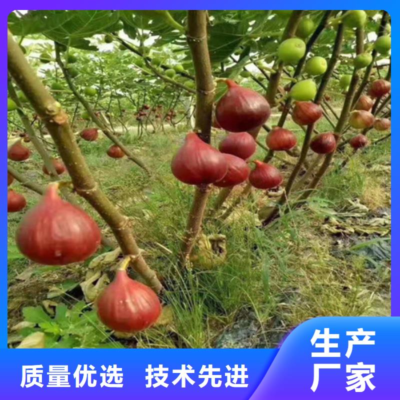 无花果,车厘子苗好货有保障