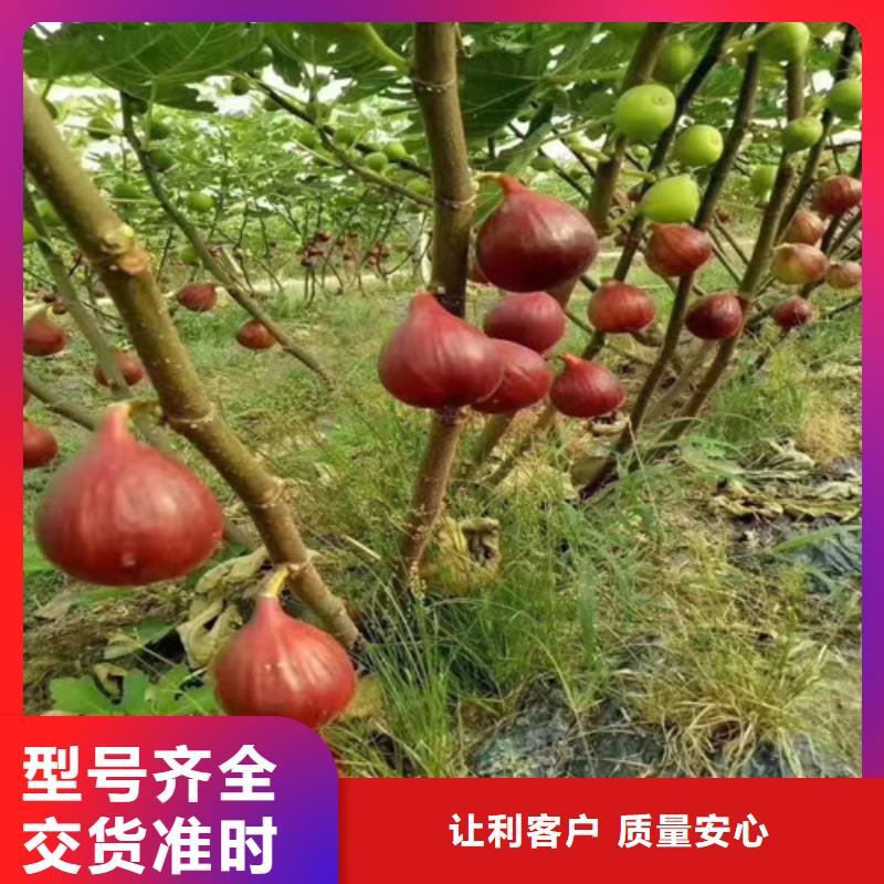 无花果大棚草莓苗定金锁价