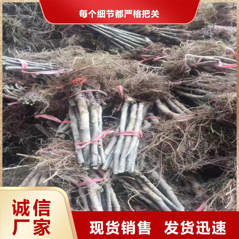 无花果苹果苗加工定制