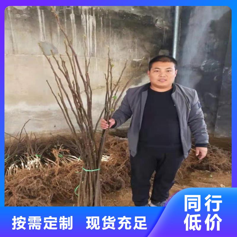 华丽无花果