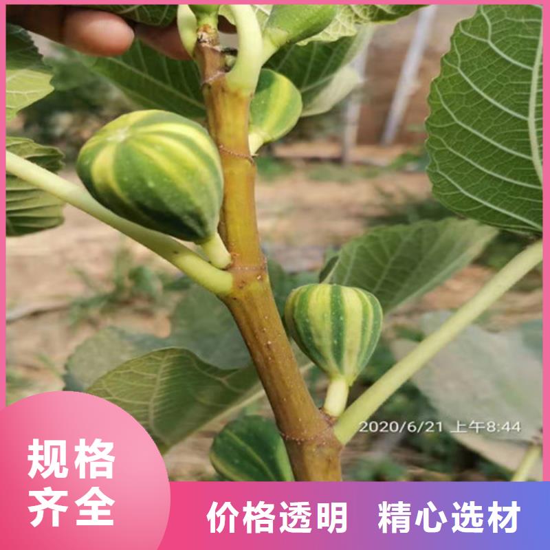 无花果大棚草莓苗定金锁价