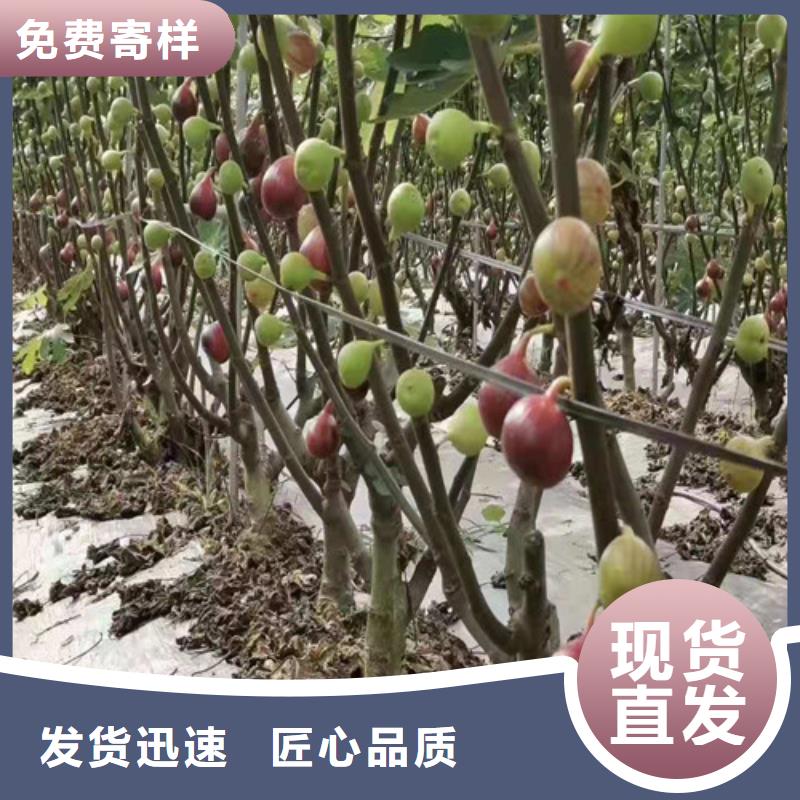 无花果大棚草莓苗定金锁价