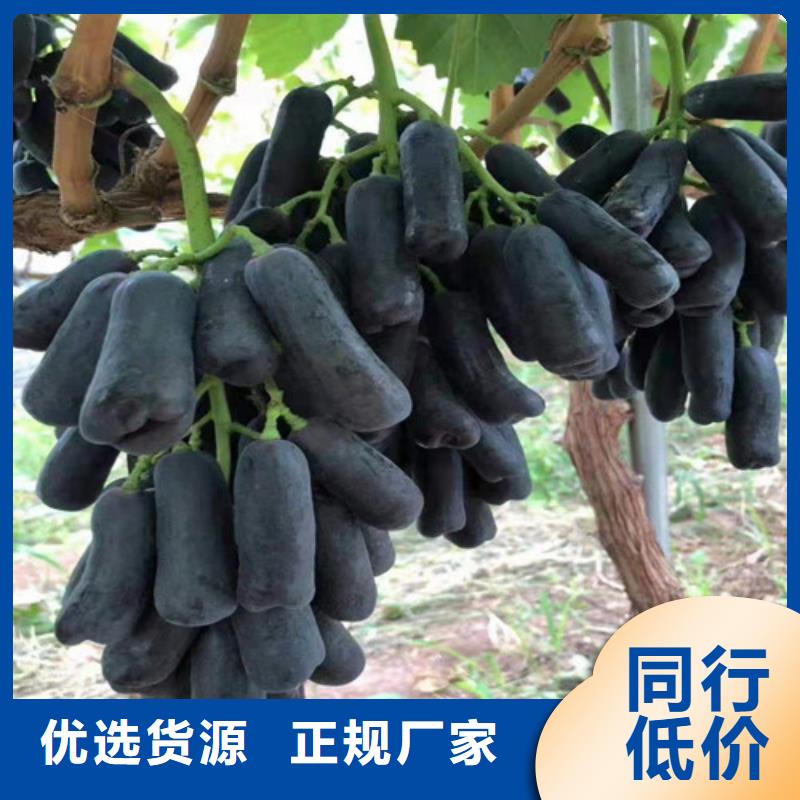 甜蜜蓝宝石无核葡萄苗