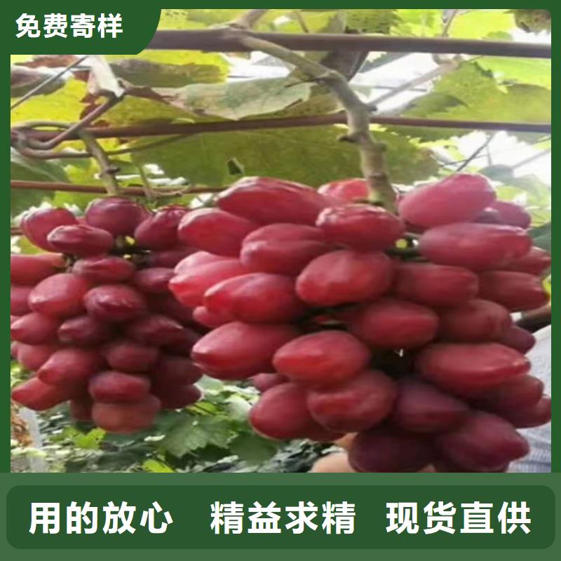 葡萄_烟福8苹果苗现货交易