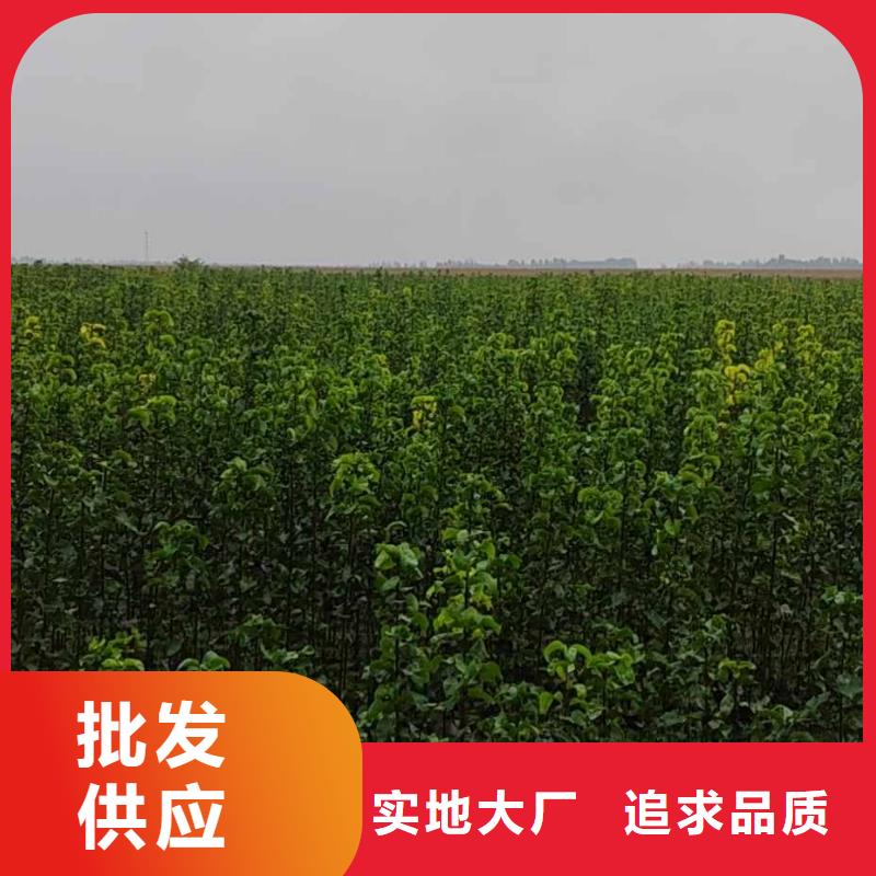 梨-【杜梨苗】源头厂家量大价优