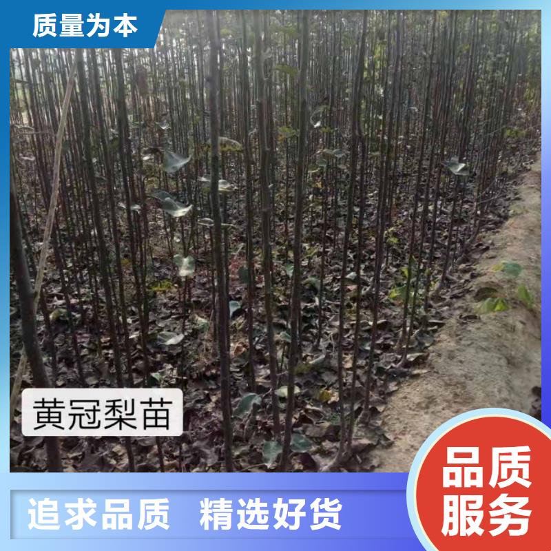 秋月梨种植苗产地价格