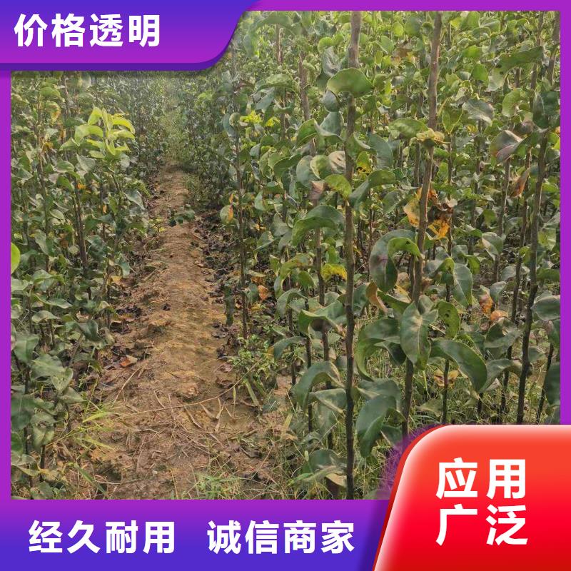 秋月梨种植苗怎么卖