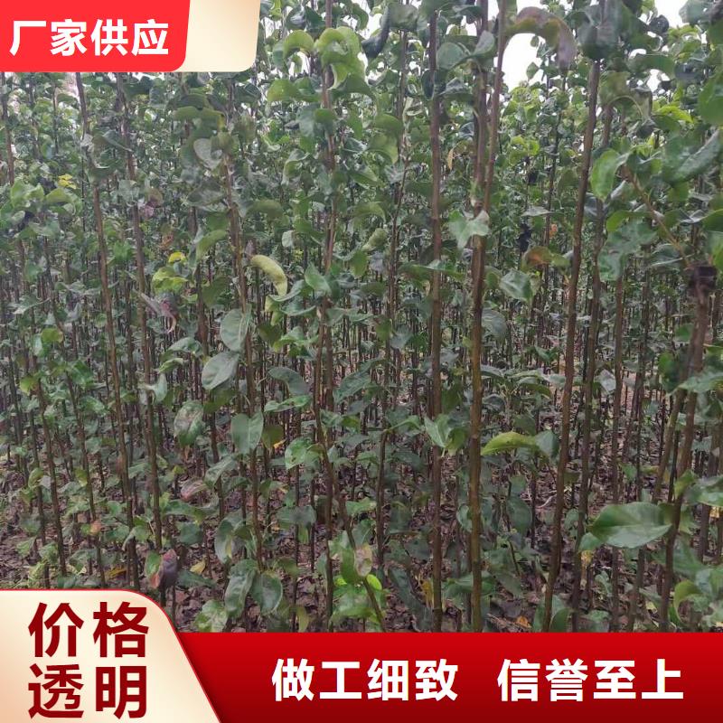 秋月梨种植苗基地图片