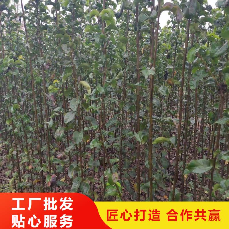 秋月梨种植苗高产品种