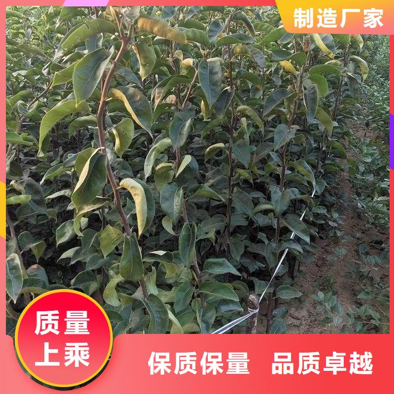 秋月梨种植苗什么价格