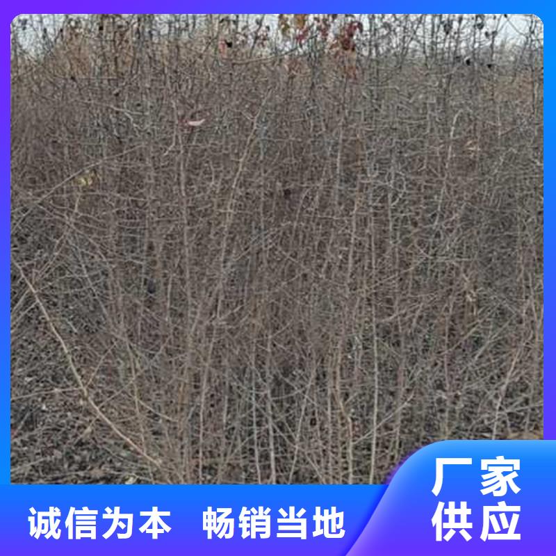 杜梨树苗种植方法