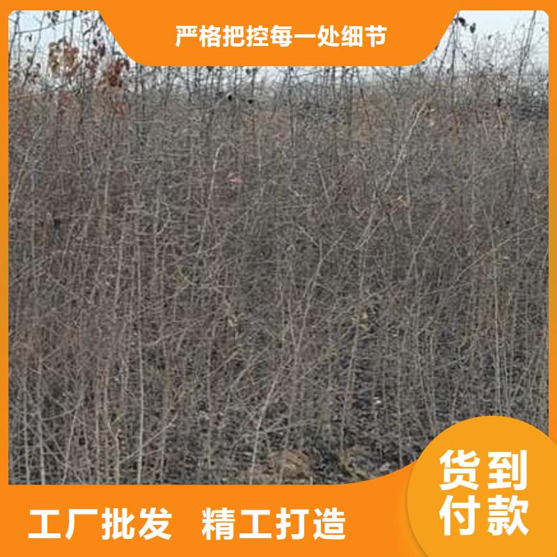 杜梨树苗苗木基地