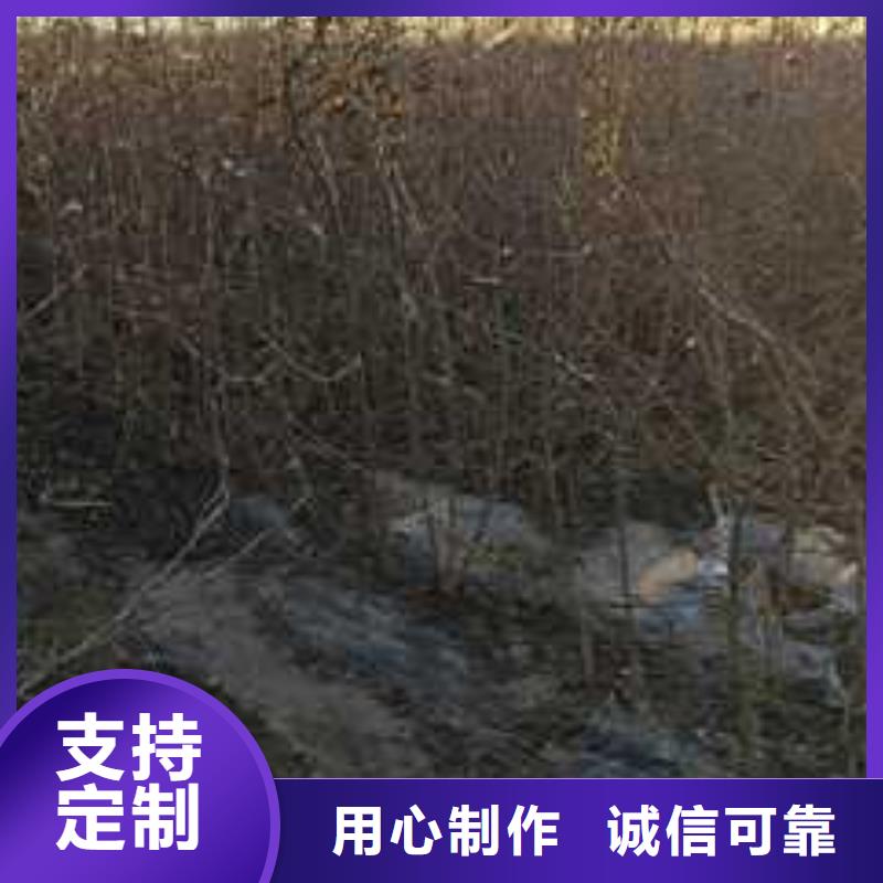 杜梨,黄冠梨树苗质检严格