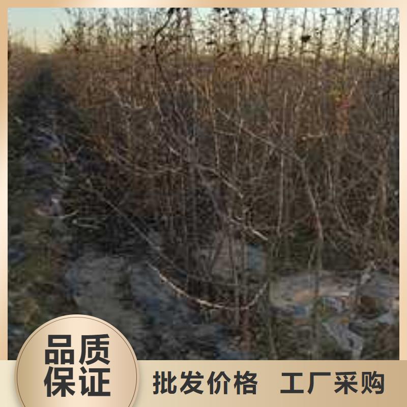 杜梨树苗种植方法