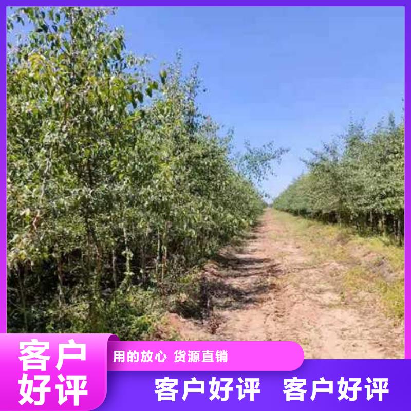 杜梨_【皇冠梨树苗】经久耐用