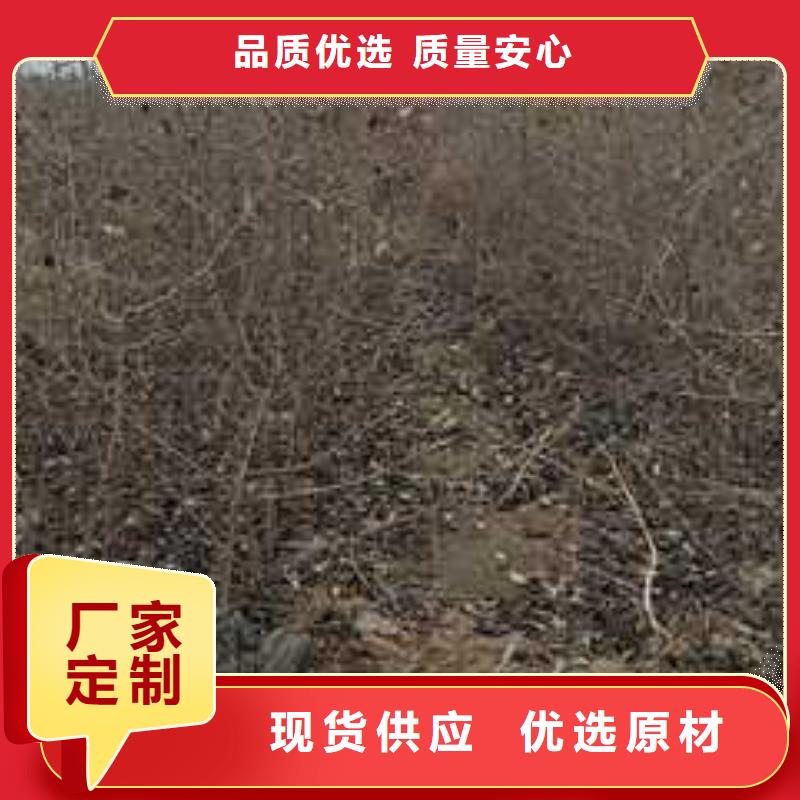 杜梨山桃苗厂家直销大量现货