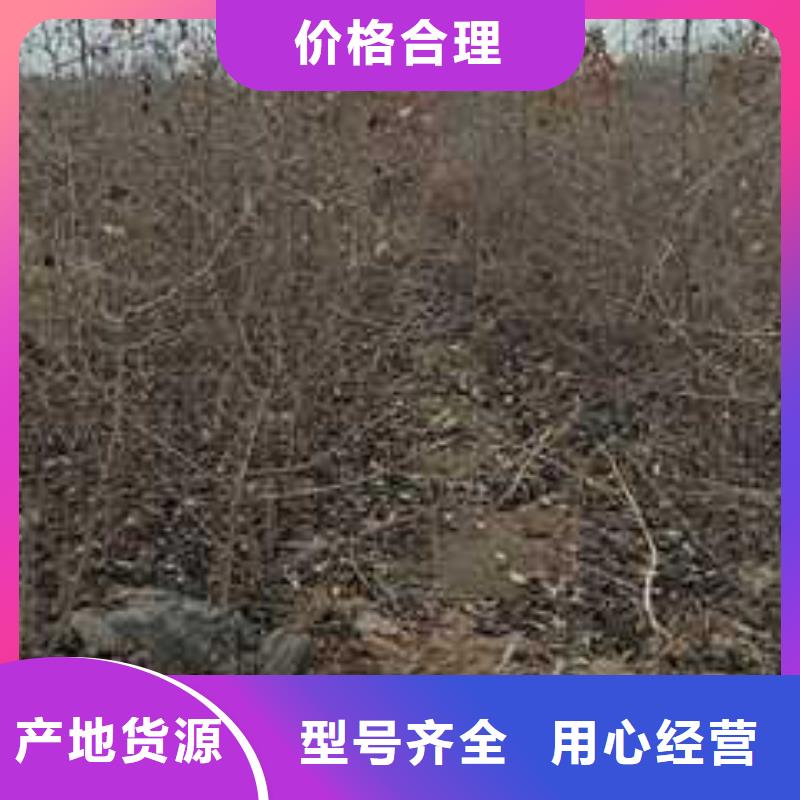 杜梨-十四号桃树苗产地直销