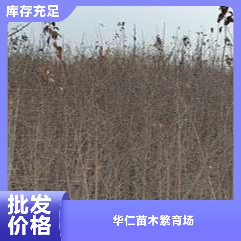 杜梨杜梨苗质量安心