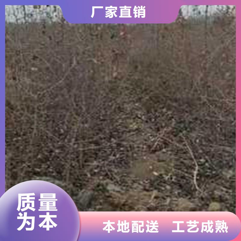 杜梨小苗种植时间