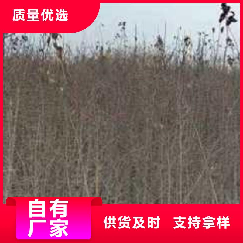 杜梨苗什么价格