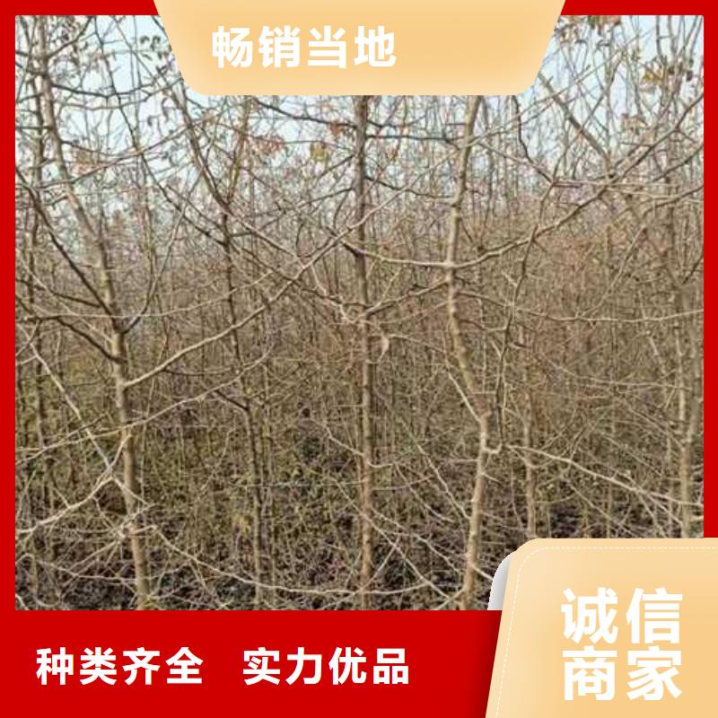 杜梨树苗种植方法