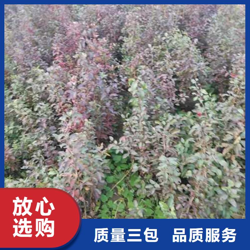 杜梨【山桃苗】严格把控每一处细节