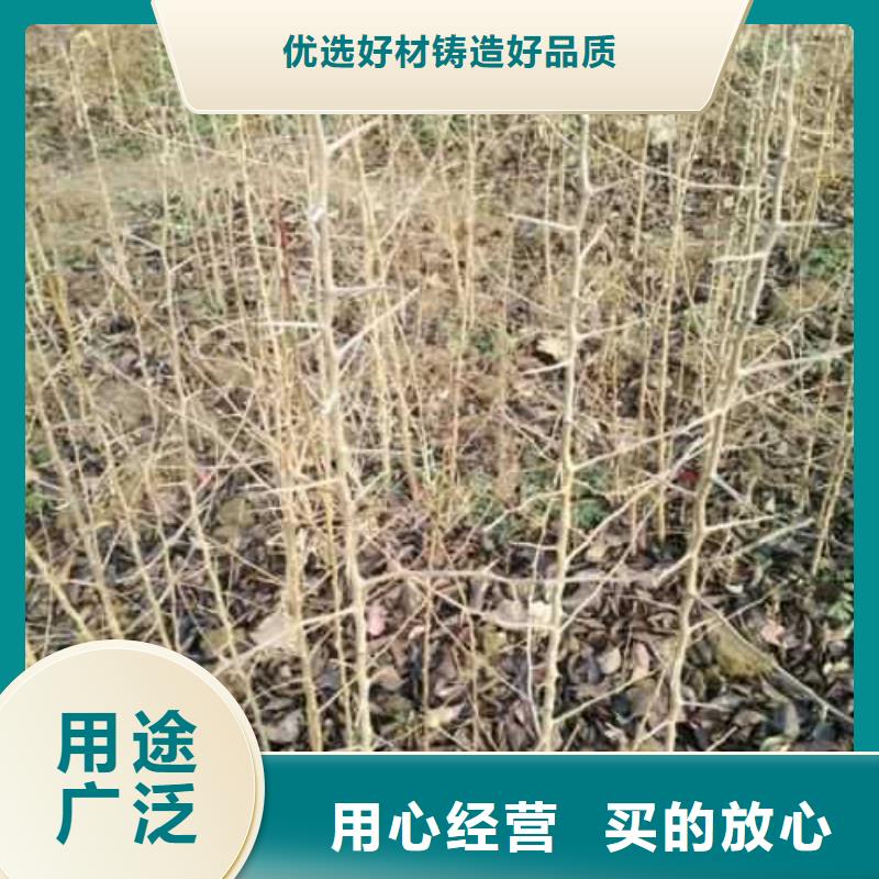 【杜梨】黄冠梨树苗精选优质材料