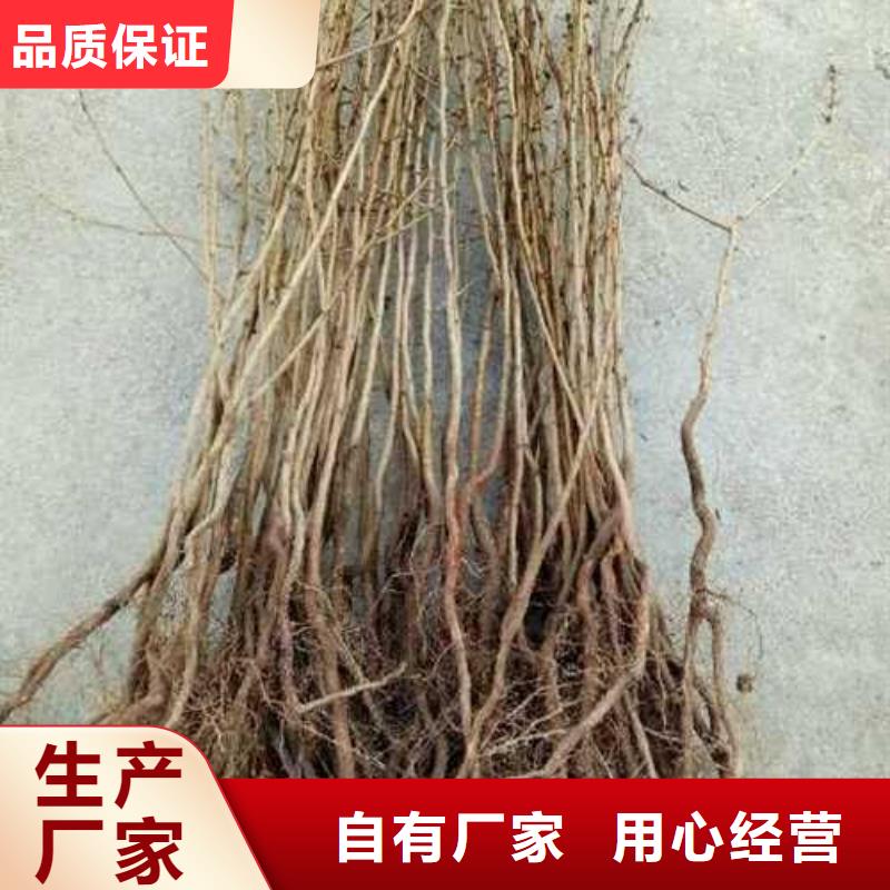 杜梨树苗种植方法