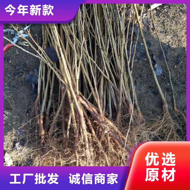 【杜梨】玉露香梨树苗实力厂家