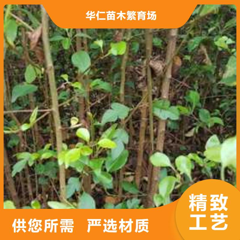 杜梨苗种植技术